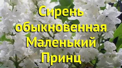 Самые популярные сорта сирени для посадки осенью | Дачник.RU | Дзен