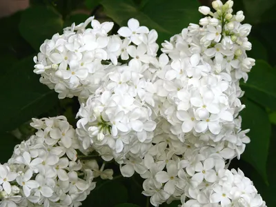 Сирень \"Перпл Глори\" / Syringa hyacinthiflora \"Purple Glory\" - Купить  саженцы сирени в питомнике – выгодные цены в интернет-магазине в Москве