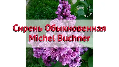 Сирень на штамбе Мишель Бюхнер в моем саду | Гортензии, хвойные, 🌷любимый  сад | Дзен