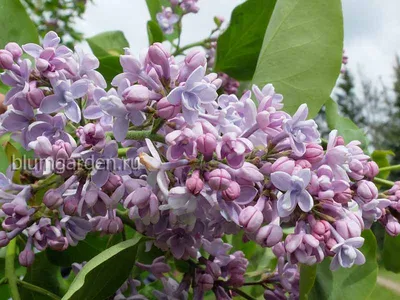 Сирень 'Небо Москвы', Syringa, Lilac 'Nebo Moskvy', (Koles… | Flickr