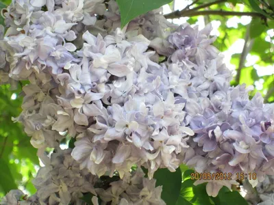 Сирень Небо Москвы (Syringa Небо Москвы) купить саженцы в Москве по низкой  цене из питомника, доставка почтой по всей России | Интернет-магазин  Подворье