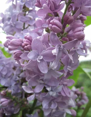 Сирень \"Небо Москвы\" / Syringa vulgaris \"Nebo Moskvy\" - Купить саженцы  сирени в питомнике – выгодные цены в интернет-магазине в Москве