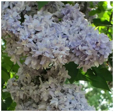 Саженец обыкновеной сирени 'Небо Москвы'/Syringa vulgaris 'Nebo Moscvy'  С7,5 — цена в Оренбурге, купить в интернет-магазине, характеристики и  отзывы, фото