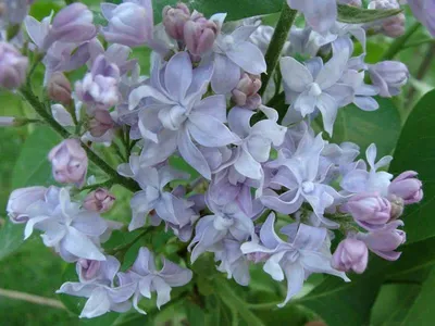 Сирень обыкновенная `Небо Москвы`, Syringa vulgaris `Niebo Moskvy` |  СадПарад