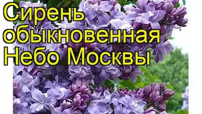 Сирень обыкновенная \"Небо Москвы\" (Syringa vulgaris \"Nebo Moskvy\") -  Питомник и Садовый центр Русские Деревья