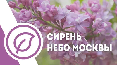 Сирень обыкновенная Небо Москвы саженцы купить в Москве и Подмосковье в  питомнике