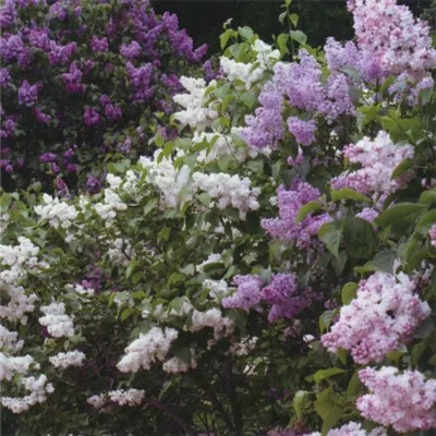 Сирень \"Небо Москвы\" / Syringa vulgaris \"Nebo Moskvy\" - Купить саженцы  сирени в питомнике – выгодные цены в интернет-магазине в Москве