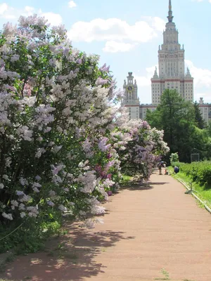 Московские» сорта сирени Леонида Колесникова.