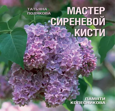 Сирень ПАМЯТЬ О КОЛЕСНИКОВЕ обыкновенная - Питомник растений Владимира  Овчинникова