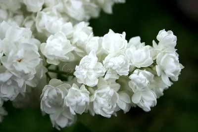 Сирень \"Память о Колесникове\" / Syringa vulgaris \"Pamyat' o Kolesnikove\" -  Купить саженцы сирени в питомнике – выгодные цены в интернет-магазине в  Москве