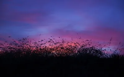 Фото Сиреневый закат над лесом