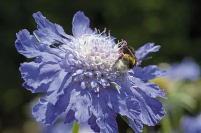 Скабиоза кавказская Фама Дип Блу (Scabiosa caucasica Fama Deep Blues) С1,5  — Питомник Летний сад