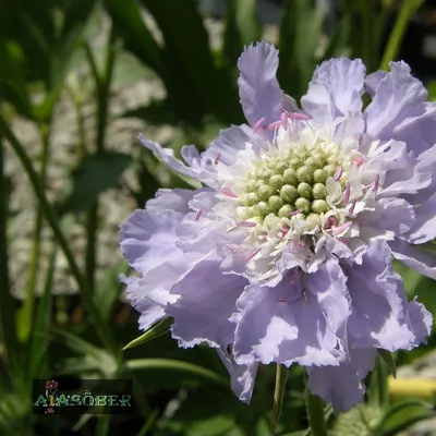 Скабиоза кавказская (Scabiosa caucasica)