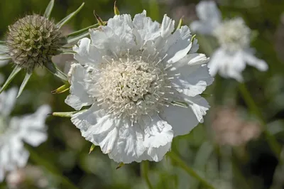 Скабиоза кавказская Perfecta Alba - Скабиоза - GardenPlants