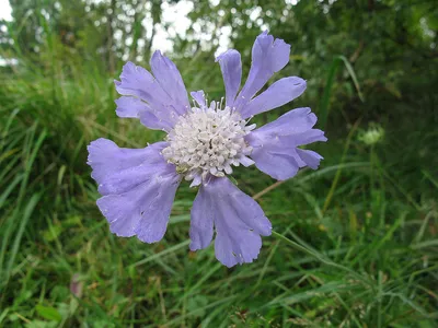 Скабиоза кавказская белая (Scabiosa caucasica)