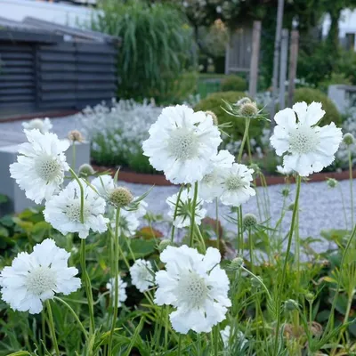 Скабиоза кавказская (Scabiosa caucasica)