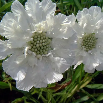 Скабиоза кавказкая 'Fama White' купить, отзывы, фото, доставка -  sp-garden.ru cовместные покупки для сада