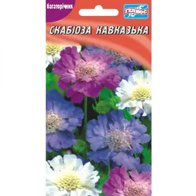 Скабиоза кавказская Perfecta Blue - Скабиоза - GardenPlants