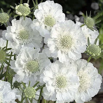 Скабиоза кавказская (Scabiosa caucasica)