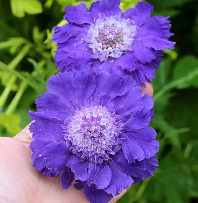 Скабиоза кавказская Фама дип блю. Краткий обзор scabiosa columbaria fama  deep blue Fama Deep Blue - YouTube