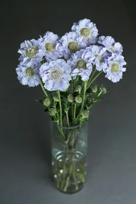 Фотокаталог растений: Скабиоза кавказская (Scabiosa caucasica)