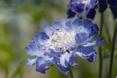 Скабиоза (Scabiosa) - купить в Минске с доставкой, цена и фото в  интернет-магазине Cvetok.by