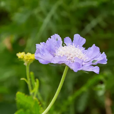 Скабиоза кавказская (Scabiosa caucasica)