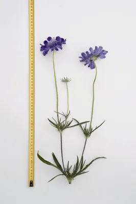 Скабиоза кавказская (Scabiosa caucasica)