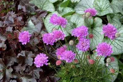 MW0720871, Scabiosa caucasica (Скабиоза кавказская), specimen