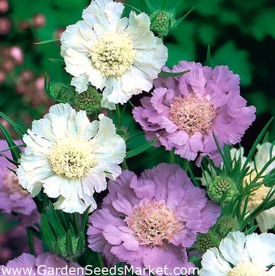 Скабиоза кавказская (Scabiosa caucasica)