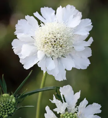 Скабиоза кавказская Перфект Альба: купить в Москве саженцы Scabiosa  columbaria Alba в питомнике «Медра»