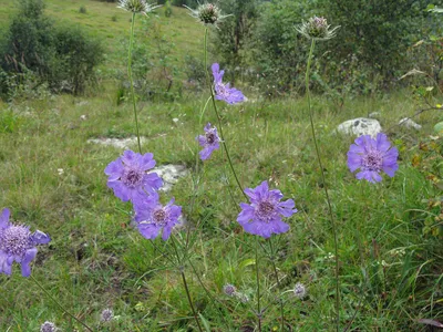 Ботаничка - Скабиоза кавказская «Батерфлай Блю» (Scabiosa... | Facebook