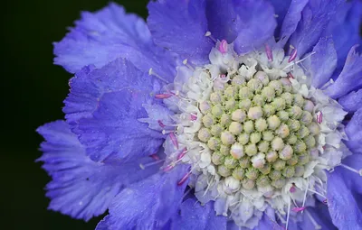 Скабиоза кавказская (Scabiosa caucasica)