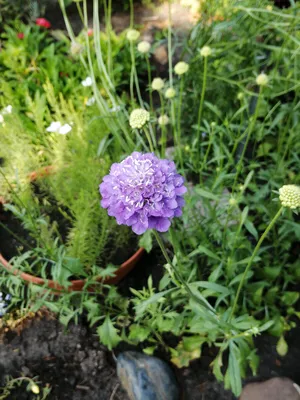 Скабиоза кавказская (Scabiosa caucasica)