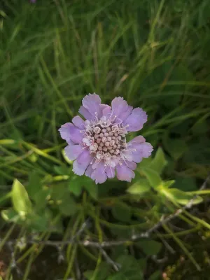 Скабиоза (Scabiosa) - купить в Минске с доставкой, цена и фото в  интернет-магазине Cvetok.by