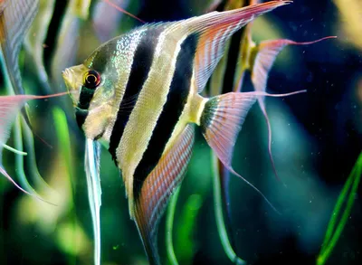 СКАЛЯРИЯ ЗЕБРА ГОЛУБОЙ ЖЕМЧУГ раэмер M рыбка для аквариума/Pterophyllum  Zebra Blue scalare diamond/ | Зоомагазин \"Зоо сити\"