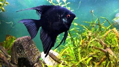 Скалярии - аквариумные рыбки скалярии: фото, виды, уход, размножение,  болезни | Блог зоомагазина Zootovary.com