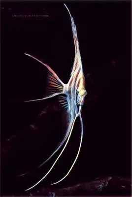 Скалярия, рыба ангел | Пикабу