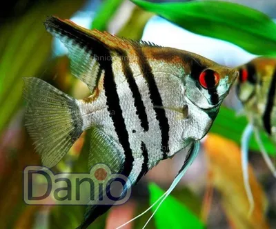 Купить Скалярия полосатая Pterophyllum scalare - Danio.com.ua