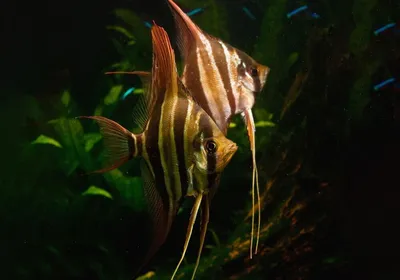 Аквариумная рыбка - Скалярия Желтая. Купить рыбок для аквариума