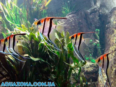 Рыбки скалярии – уход и содержание, описание, размножение, фото