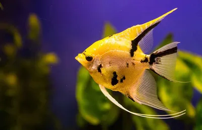 Купить Скалярия ассорти Pterophyllum scalare var. - Danio.com.ua