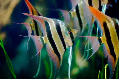 Рыбка скалярия – перламутровая красавица. Описание и фото скалярии