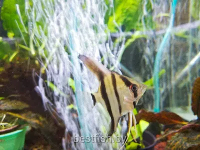 Скалярия Диамант (Pterophyllum scalare) / Цихлиды / Аквариумные рыбки /  КАТАЛОГ ТОВАРОВ / Аквадом - зоомагазин