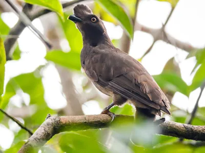 Гвианский скальный петушок - eBird