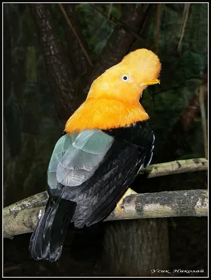 Любители птиц - Андский скальный петушок, или перуанский... | Facebook