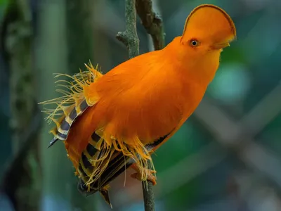 Гвианский скальный петушок - eBird