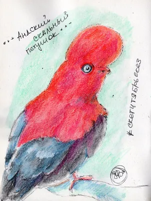 Sputnik Казахстан - Новости Сегодня - Андский скальный петушок -  национальная птица Перу. Живут эти птицы на скалах во влажных тропических  лесах. Отличительная черта - красный гребень на голове. | Facebook