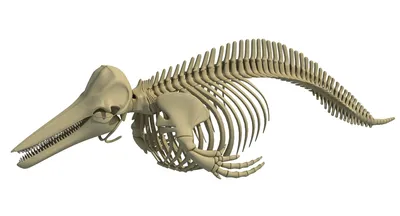 Скелет дельфина 3D Модель 3D Модель $79 - .3dm .3ds .c4d .lwo .max .obj  .xsi .ma - Free3D
