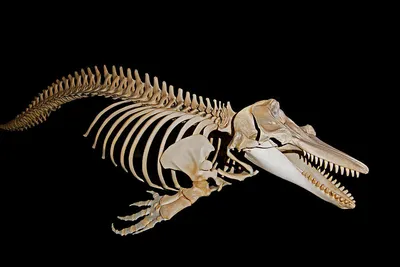 4D MASTER модель дельфина, 18 частей, анатомическая игрушка в виде  животного, скелет, 26103, обучающее оборудование, подарок для обучения  «сделай сам» | AliExpress